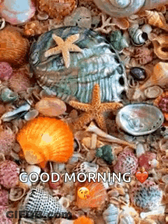 Sea Shells And Starfish Saying Good Morning GIF