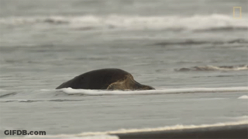 Sea Turtle Close Up With National Geographic Logo GIF