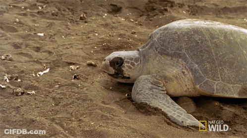 Sea Turtle Laying In Sand National Geographic Wild GIF