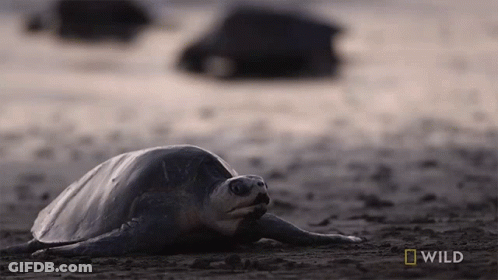 Sea Turtle Laying On Ground With National Geographic Logo GIF