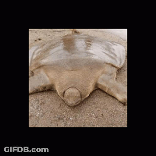 Sea Turtle Laying On Sand With Head In Sand GIF