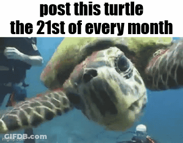 Sea Turtle Post Every Month GIF