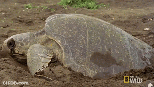 Sea Turtle Saying National Geographic Wild GIF