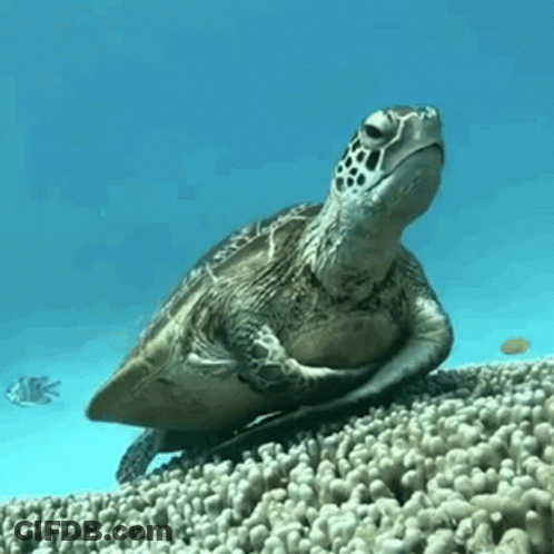 Sea Turtle Sitting On Coral Reef GIF