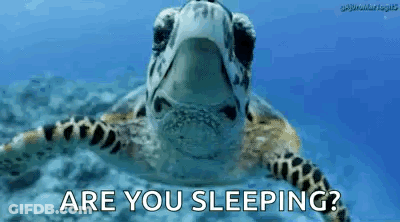 Sea Turtle Swimming Are You Sleeping GIF