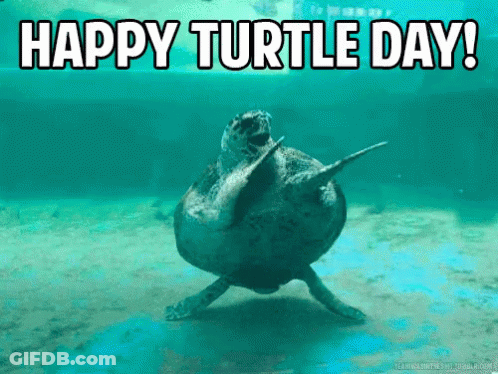 Sea Turtle Swimming Happy Turtle Day GIF