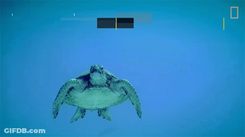 Sea Turtle Swimming In Ocean GIF