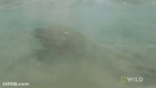 Sea Turtle Swimming In Ocean With National Geographic Logo GIF