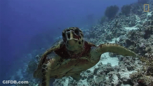 Sea Turtle Swimming In Ocean With National Geographic Logo GIF