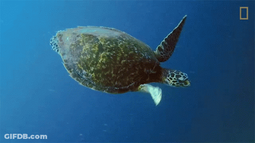Sea Turtle Swimming Ocean National Geographic Logo GIF