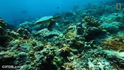 Sea Turtle Swimming On Coral Reef With National Geographic Logo GIF