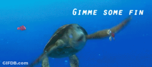 Sea Turtle Swimming With Duuuude GIF
