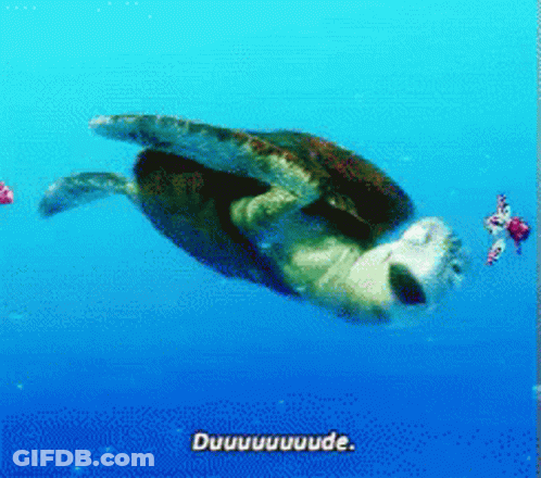 Sea Turtle Swimming With Duuuuude GIF