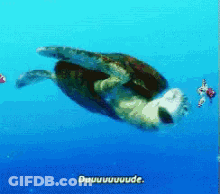 Sea Turtle Swimming With Duuuuude GIF