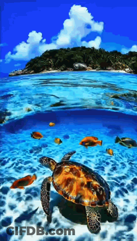 Sea Turtle Swimming With Fish GIF