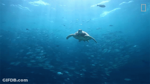 Sea Turtle Swimming With Fish GIF