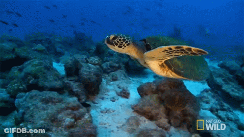 Sea Turtle Swimming With Nat Geo Wild Logo GIF