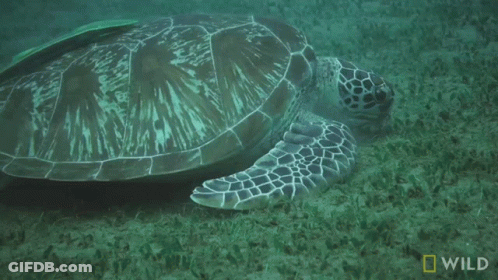 Sea Turtle Swimming With National Geographic Logo GIF