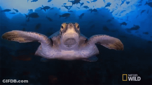 Sea Turtle Swimming With National Geographic Wild Logo GIF