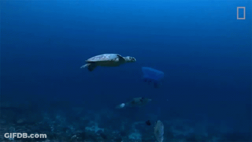 Sea Turtle Swimming With Scuba Diver GIF