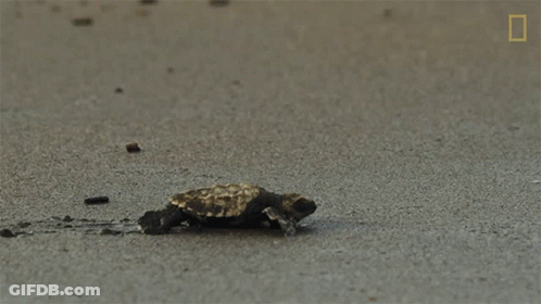 Sea Turtle Swimming With Scuba Diver GIF