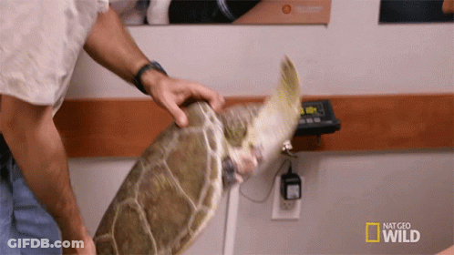 Sea Turtle Weighed By Man National Geographic Ad GIF