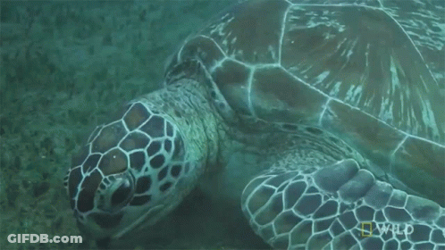 Sea Turtle With Wild GIF
