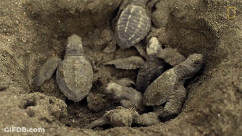 Sea Turtles Laying In Dirt GIF