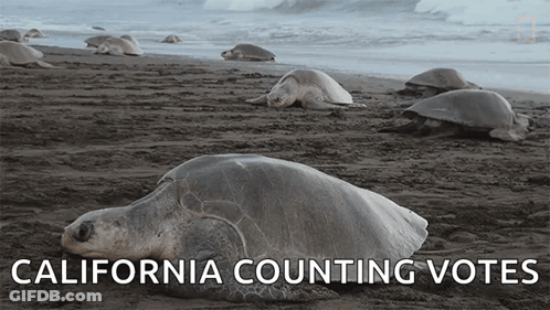 Sea Turtles Lying On Beach California Counting Votes GIF