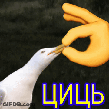 Seagull Fed By Yellow Hand With Chich GIF