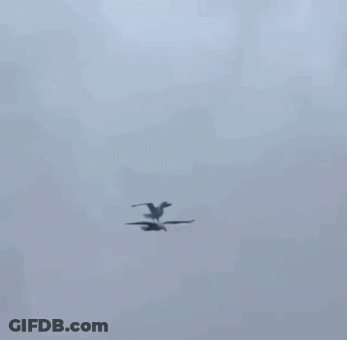 Seagull Flying Over Building Roof GIF