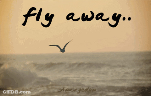 Seagull Flying Over Ocean Fly Away GIF