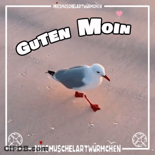 Seagull Saying Guten Moin GIF