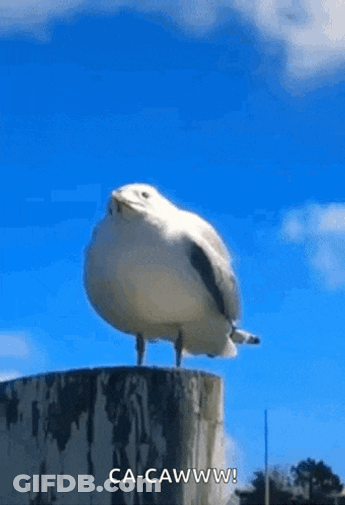 Seagull Screaming GIF
