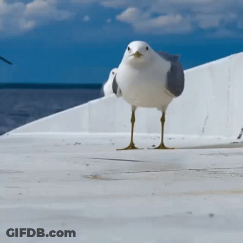 Seagull Standing Near Ocean GIF