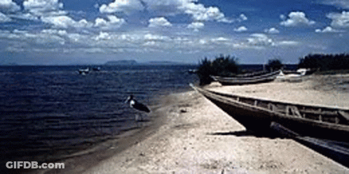 Seagull Standing On Sandy Beach Near Water GIF