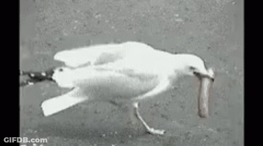 Seagull Swallows Hot Dog GIF