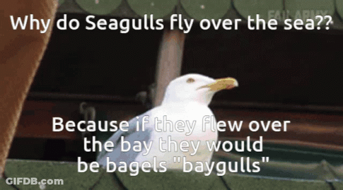 Seagulls Fly Over Sea Because Bagels GIF