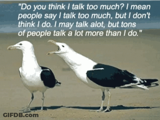 Seagulls Talking Loudly GIF