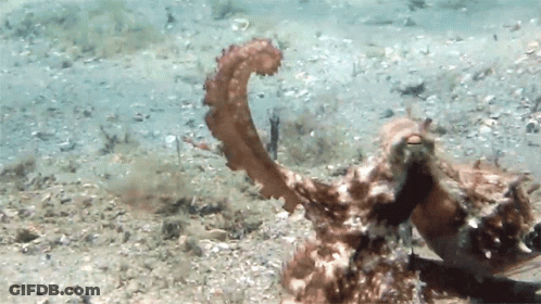 Seahorse Swimming Near Coral Reef GIF