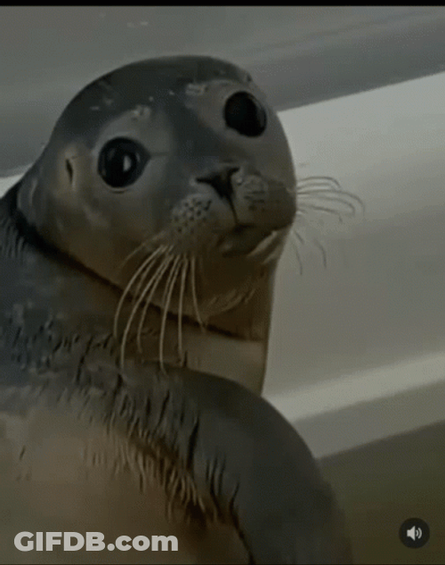 Seal GIF