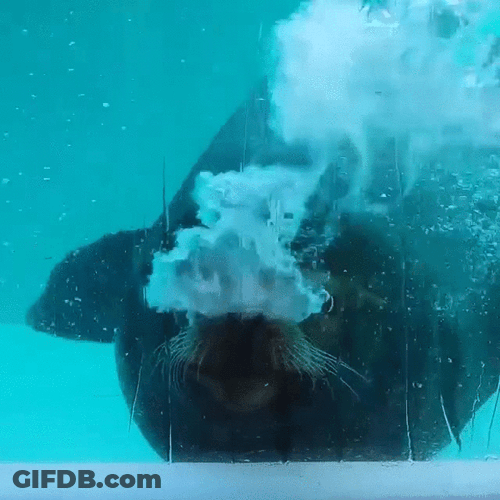 Seal Blowing Bubbles GIF