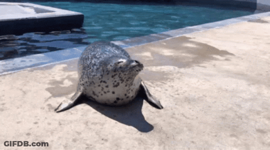 Seal Body Wiggling GIF