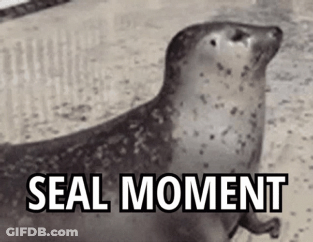 Seal Bouncing Moment GIF