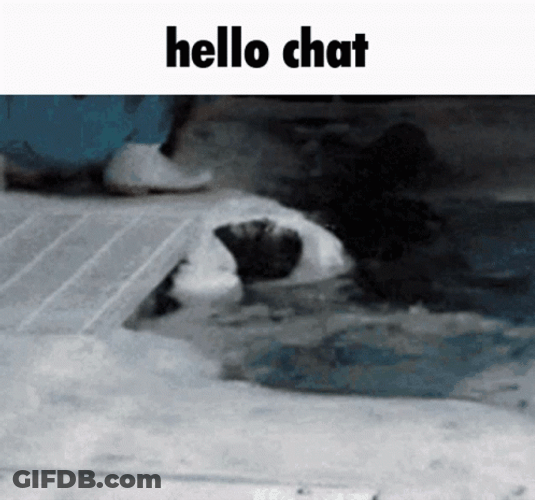 Seal Coming Out From The Water GIF
