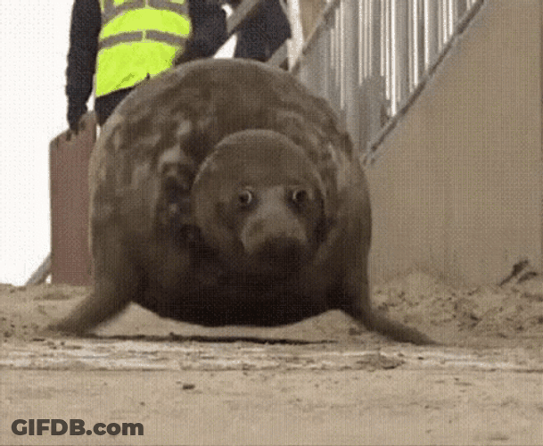 Seal Crawling Fast GIF