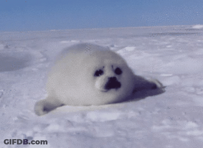 Seal Crawling On Ice Floor GIF
