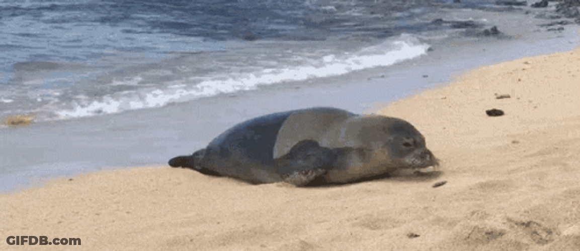 Seal Crawling On Sand GIF