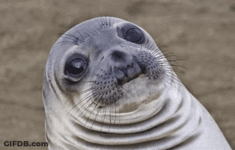 Seal GIF