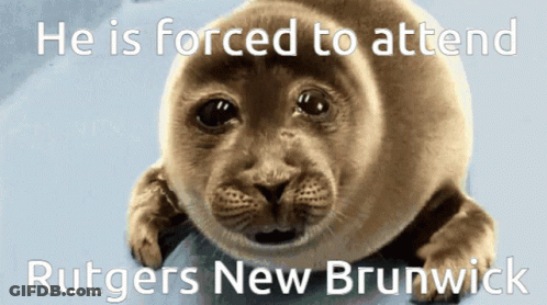 Seal Forced To Attend Rutgers New Brunwick GIF